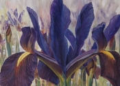 julias_irises-jpg