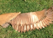 wood_wing-jpg